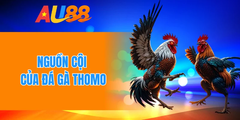 Nguồn cội của đá gà Thomo
